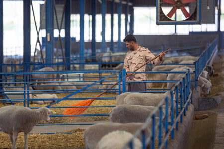 سالانه ۲۸۰ هزار راس گوسفند پرواری در قم پرورش می‌یابند