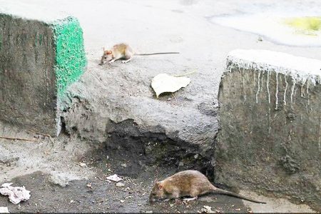 مبارزه با موش معطل اختصاص منابع از سوی شهرداری است