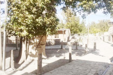 چنارهای کهن‌سال ابرسج و قلعه‌بالا در شهرستان شاهرود ثبت ملی شد