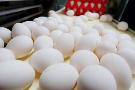 تولید تخم مرغ به میزان ۲ برابر نیاز اصفهان
