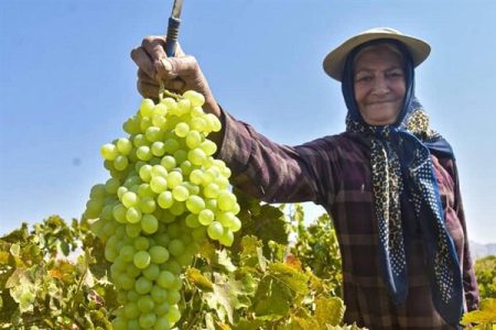 صادرات کنسانتره انگور شاهرود به خارج از کشور
