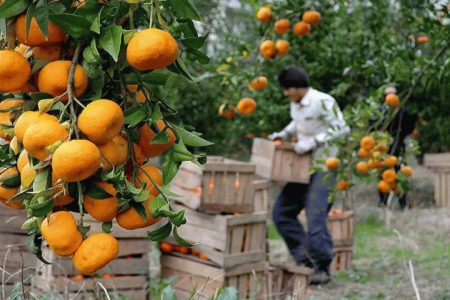 قیمت پرتقال سر باغ نسبت به هزینه تولید همخوانی ندارد